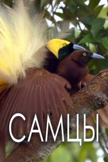 Самцы