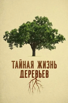 Тайная жизнь деревьев