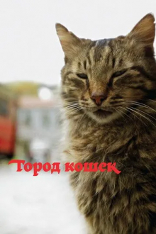 Город кошек
